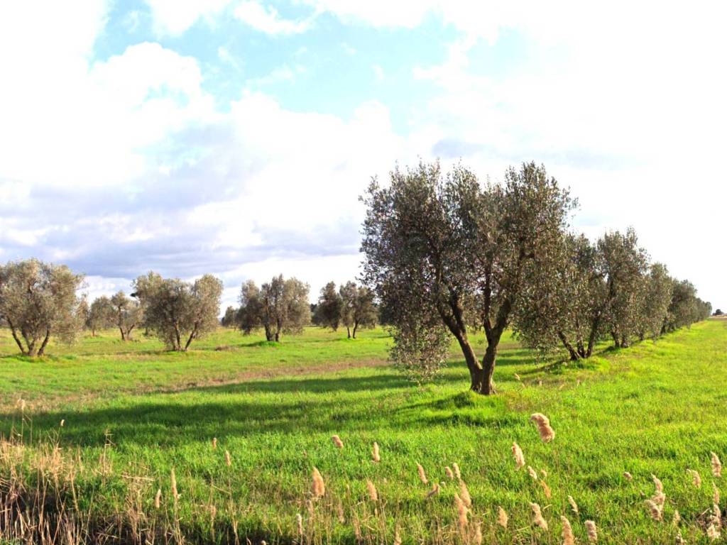 Terreno a Grosseto in Zona Marrucheto Adiacente Strada Castiglionese - Foto 3