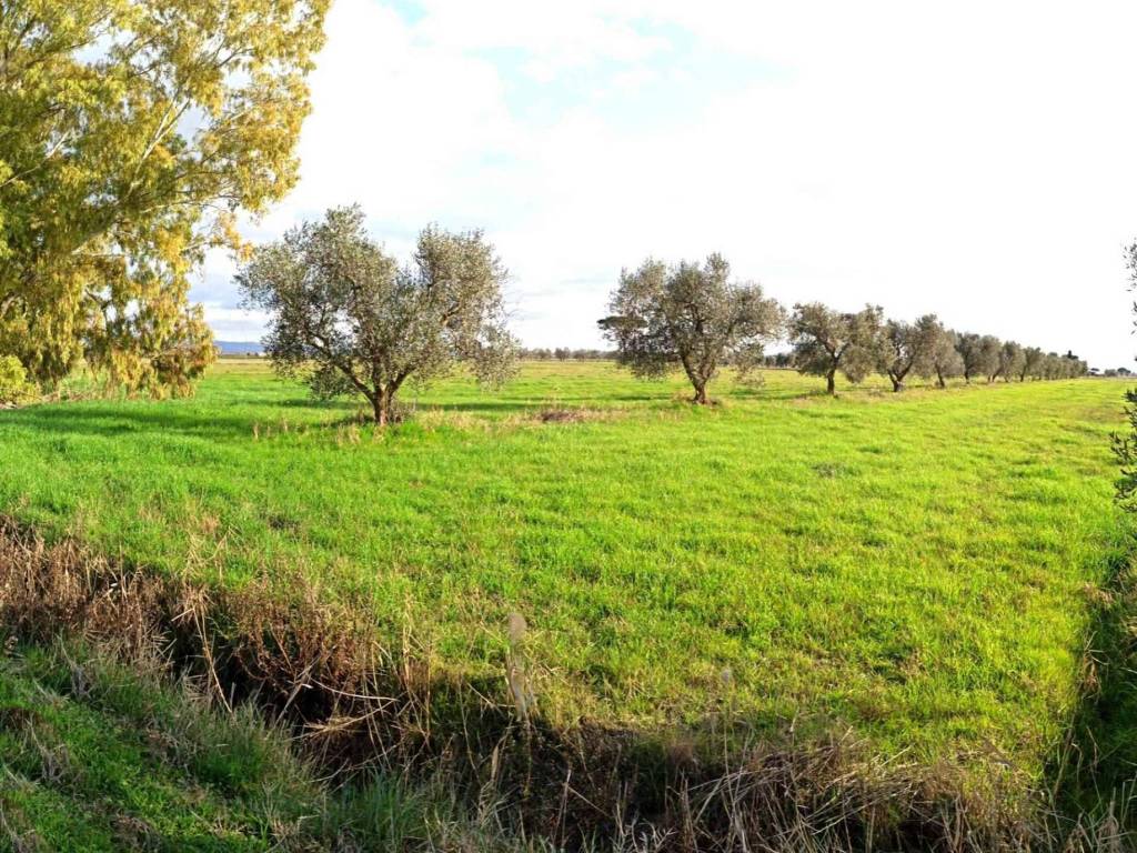 Terreno a Grosseto in Zona Marrucheto Adiacente Strada Castiglionese - Foto 4