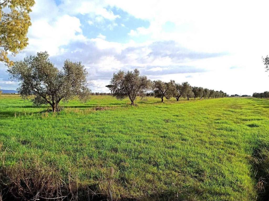 Terreno a Grosseto in Zona Marrucheto Adiacente Strada Castiglionese - Foto 5