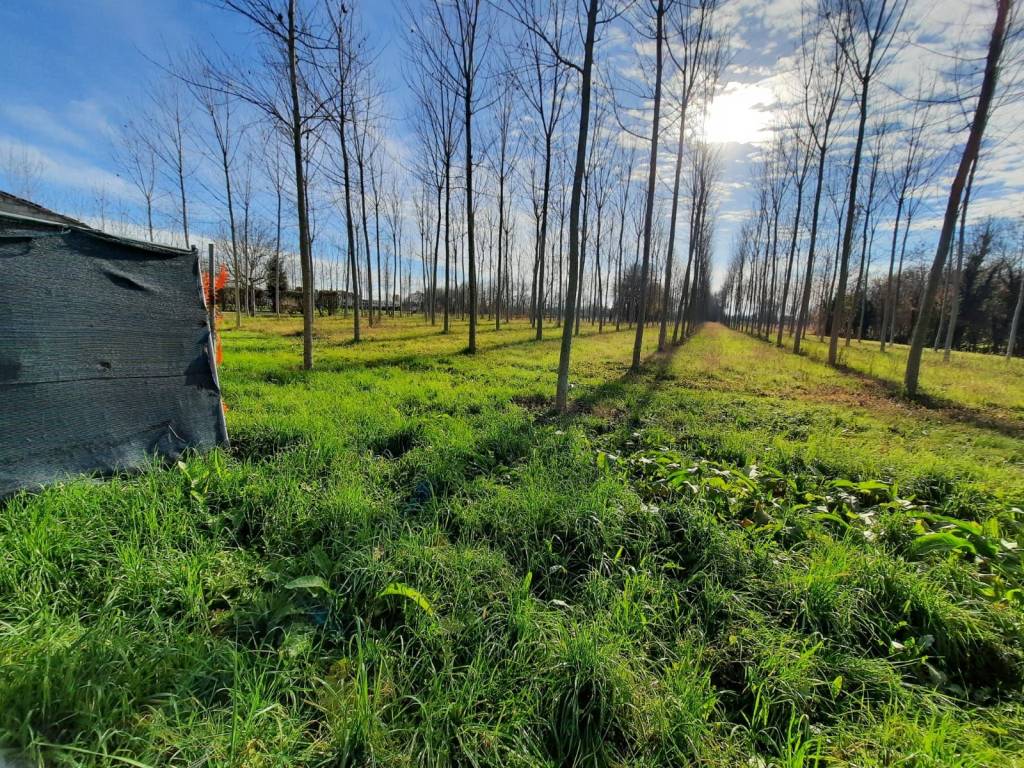 Rustico / casale a Massanzago - Foto 3
