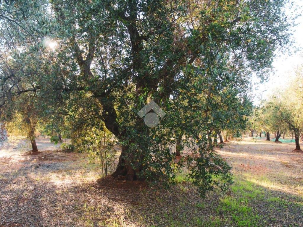 Rustico / casale a Carovigno in Contrada Pezze d'Arena - Foto 3