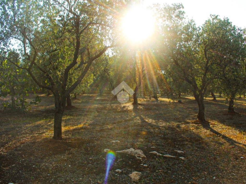 Rustico / casale a Carovigno in Contrada Pezze d'Arena - Foto 5