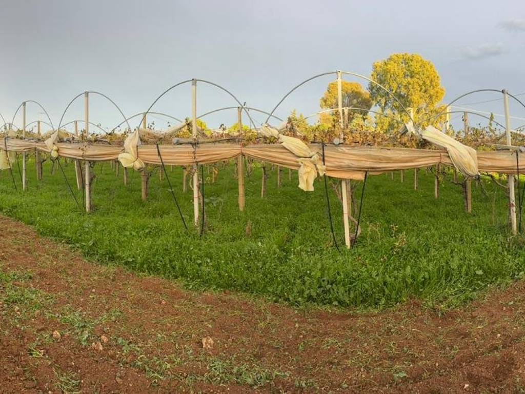 Terreno a Acate in Contrada Biddini Sottano - Foto 4