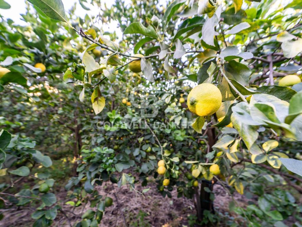 Terreno a Santa venerina in via Provinciale, 341 - Foto 4