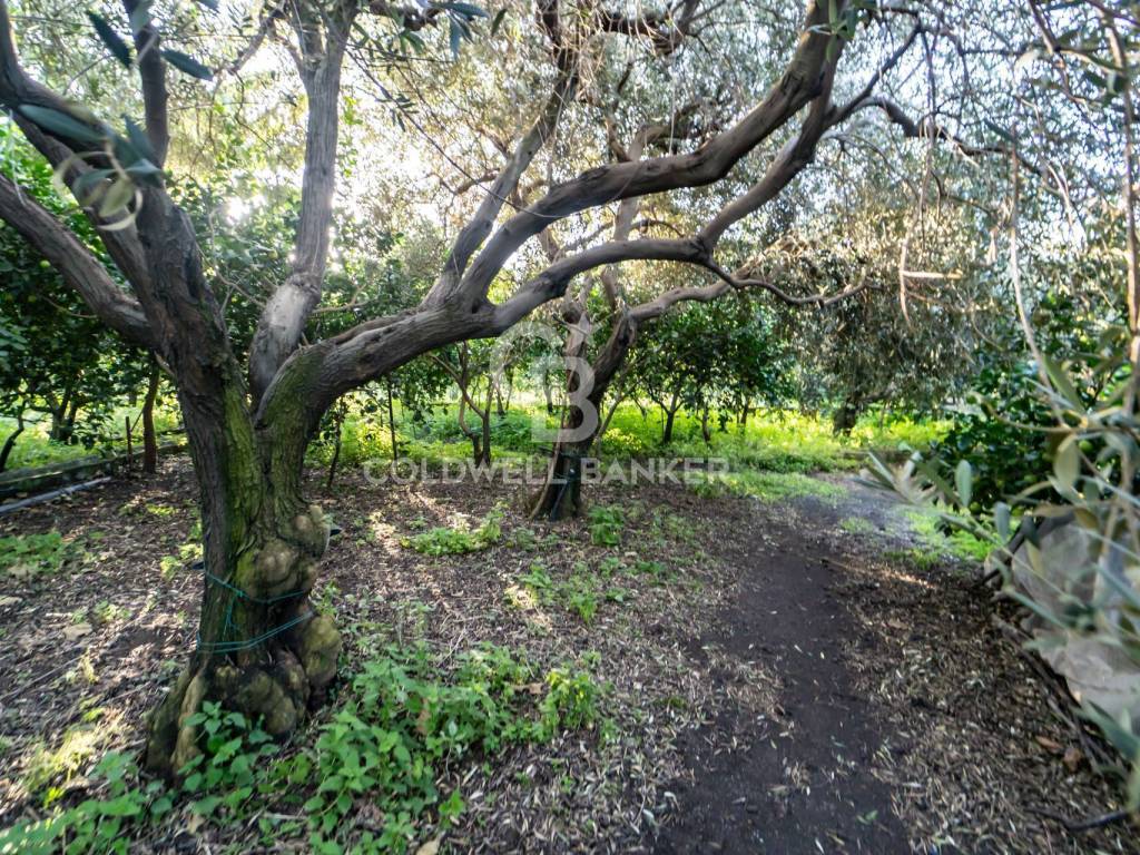 Terreno a Santa venerina in via Provinciale, 341 - Foto 5