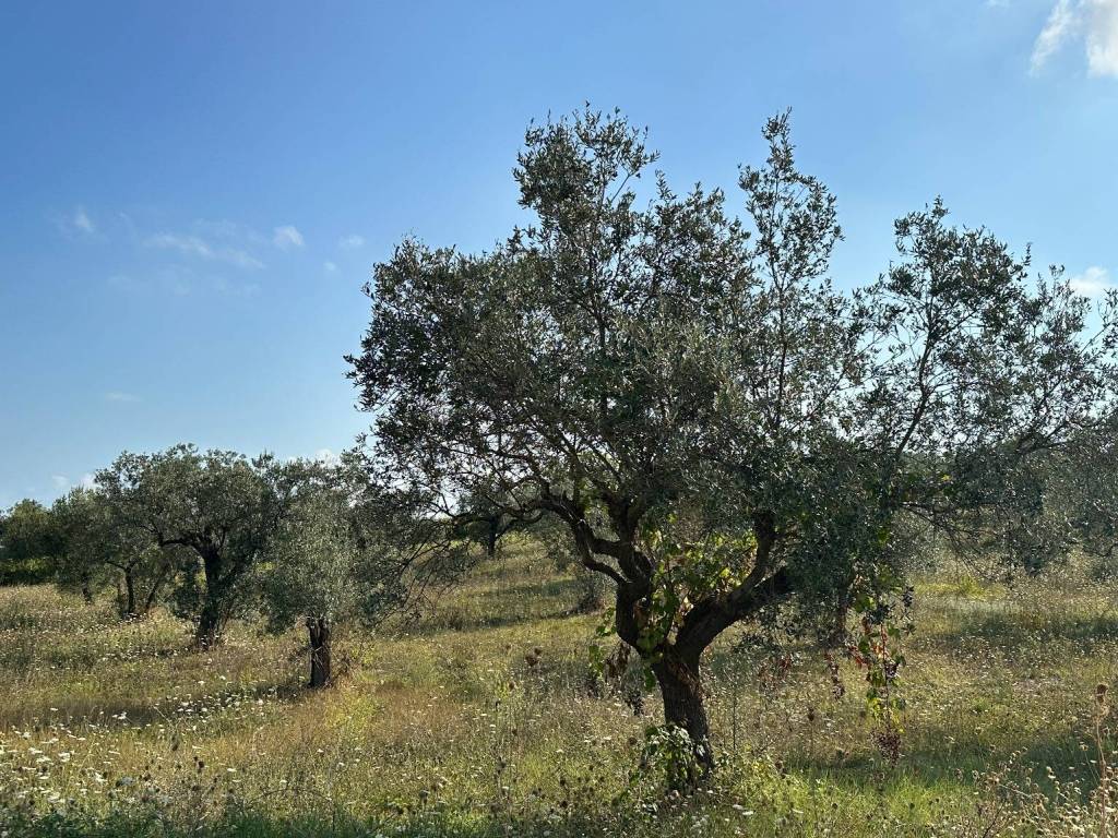 Terreno a San vito chietino in Contrada Valle Ienno - Foto 5
