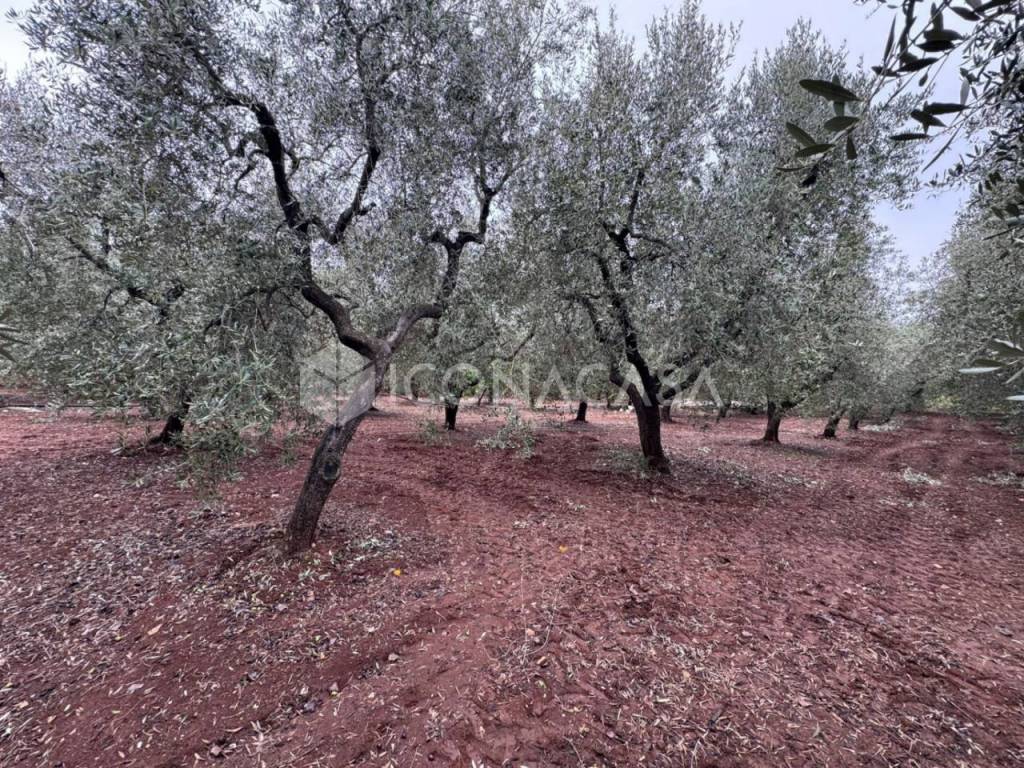 Immobile a Monopoli in Contrada Vagone - Foto 2