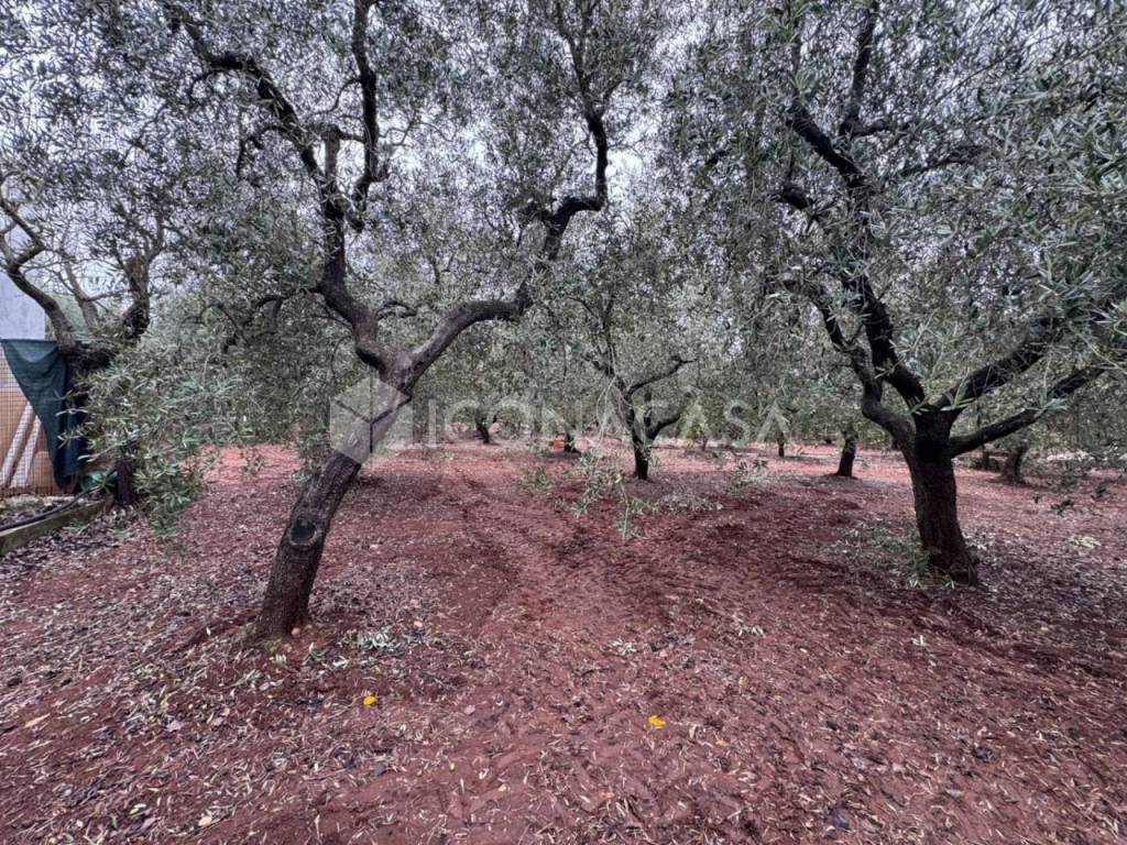 Immobile a Monopoli in Contrada Vagone - Foto 3