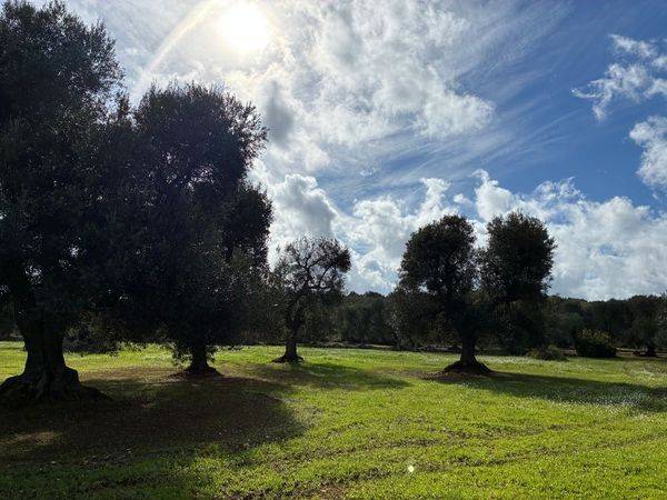 Rustico / casale a Ceglie messapica in Contrada San Pietro - Foto 4