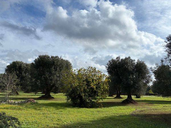 Rustico / casale a Ceglie messapica in Contrada San Pietro - Foto 5