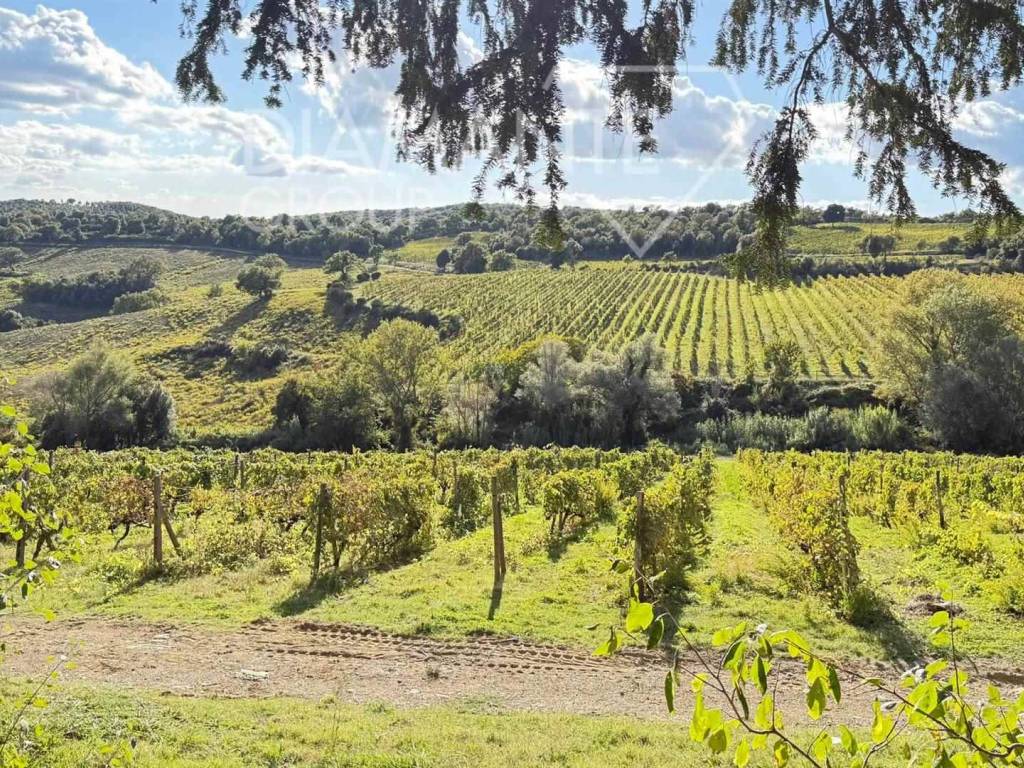 Rustico / casale a Montalcino - Foto 4