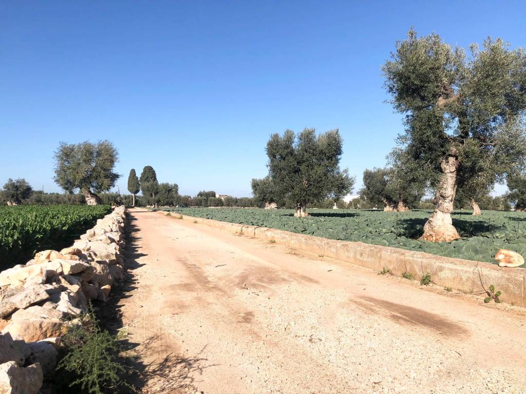 Terreno a Monopoli in Contrada Chianchizza - Foto 3
