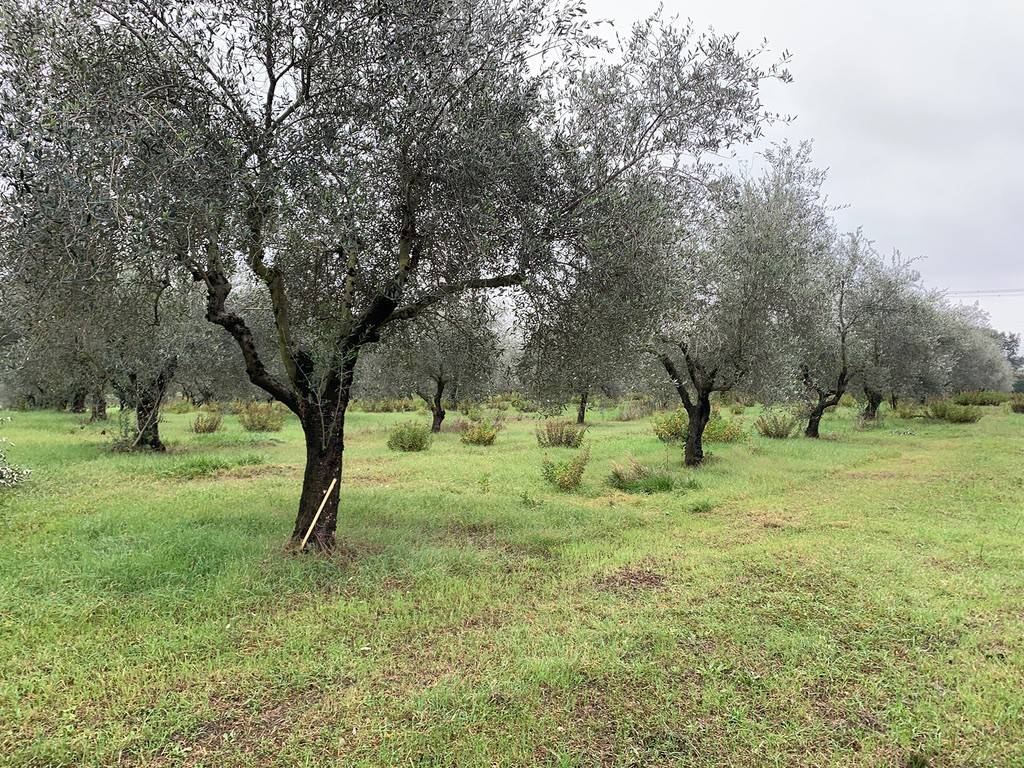 Terreno a Misano adriatico in Ca' Tommasino - Foto 4