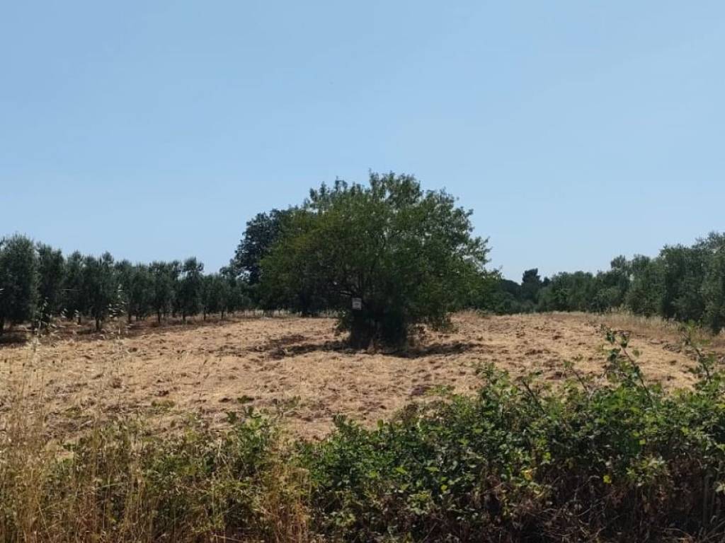 Terreno a Corato in Strada Esterna Monte Cotugno - Foto 2