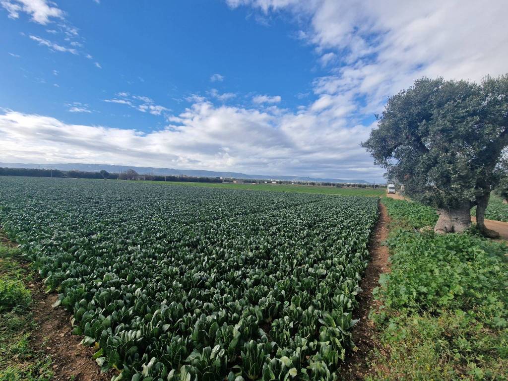 Terreno a Fasano in SP3 - Foto 2