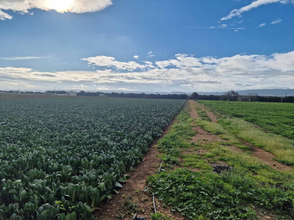 Terreno a Fasano in SP3 - Foto 4