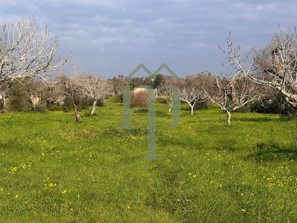 Terreno a San vito dei normanni in Contrada Giannaricchiella - Foto 4
