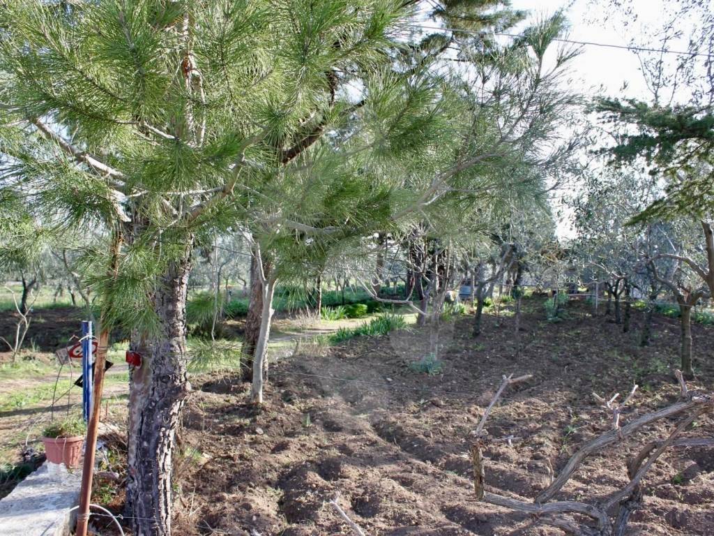 Terreno a Bitonto - Foto 2