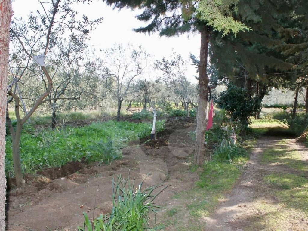 Terreno a Bitonto - Foto 3