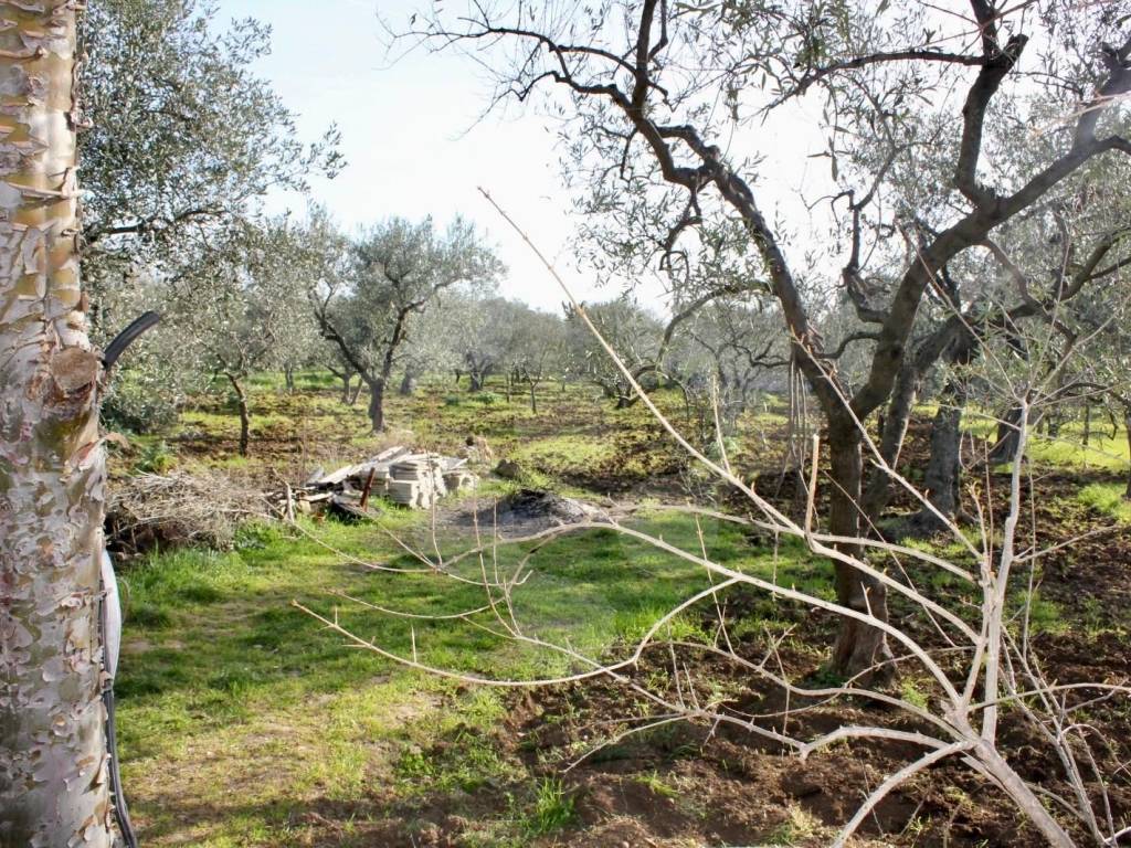 Terreno a Bitonto - Foto 4
