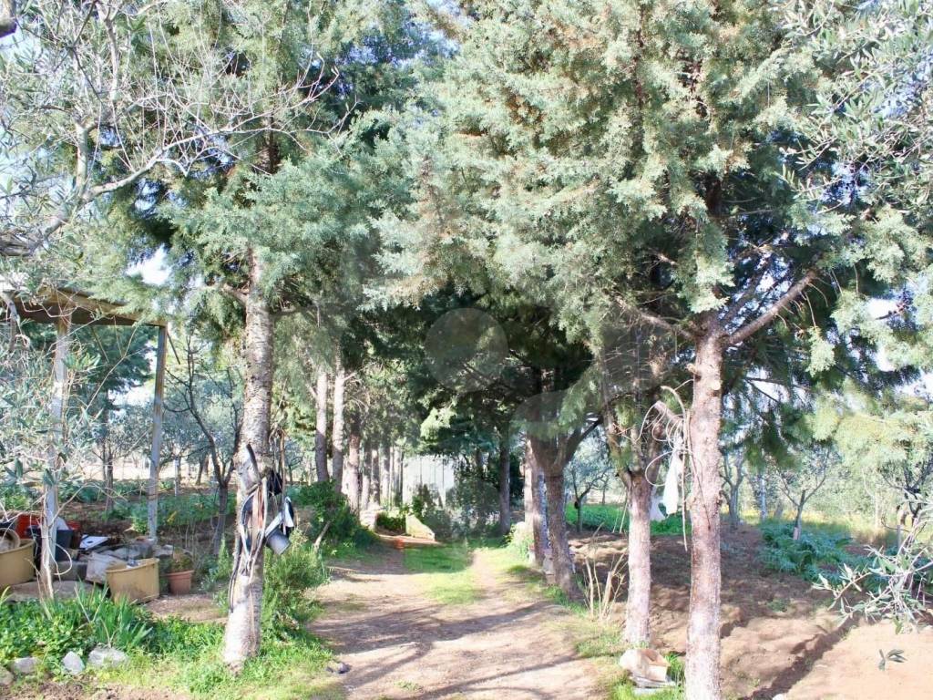 Terreno a Bitonto - Foto 5
