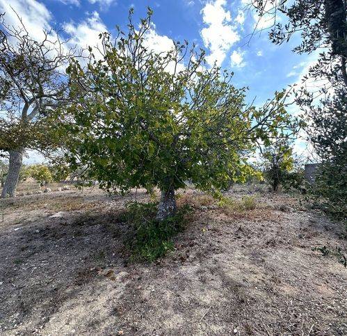 Terreno a Sanarica in Strada Vecchia - Foto 3