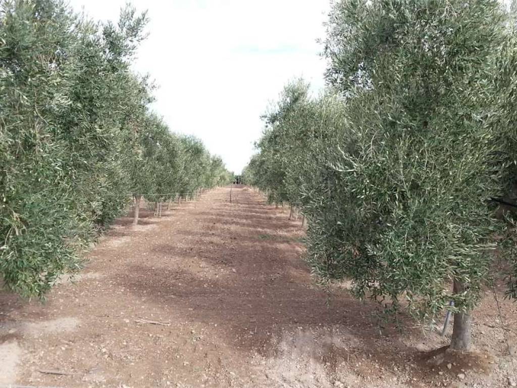 Terreno a Cerignola in S.S. 16 - Foto 2