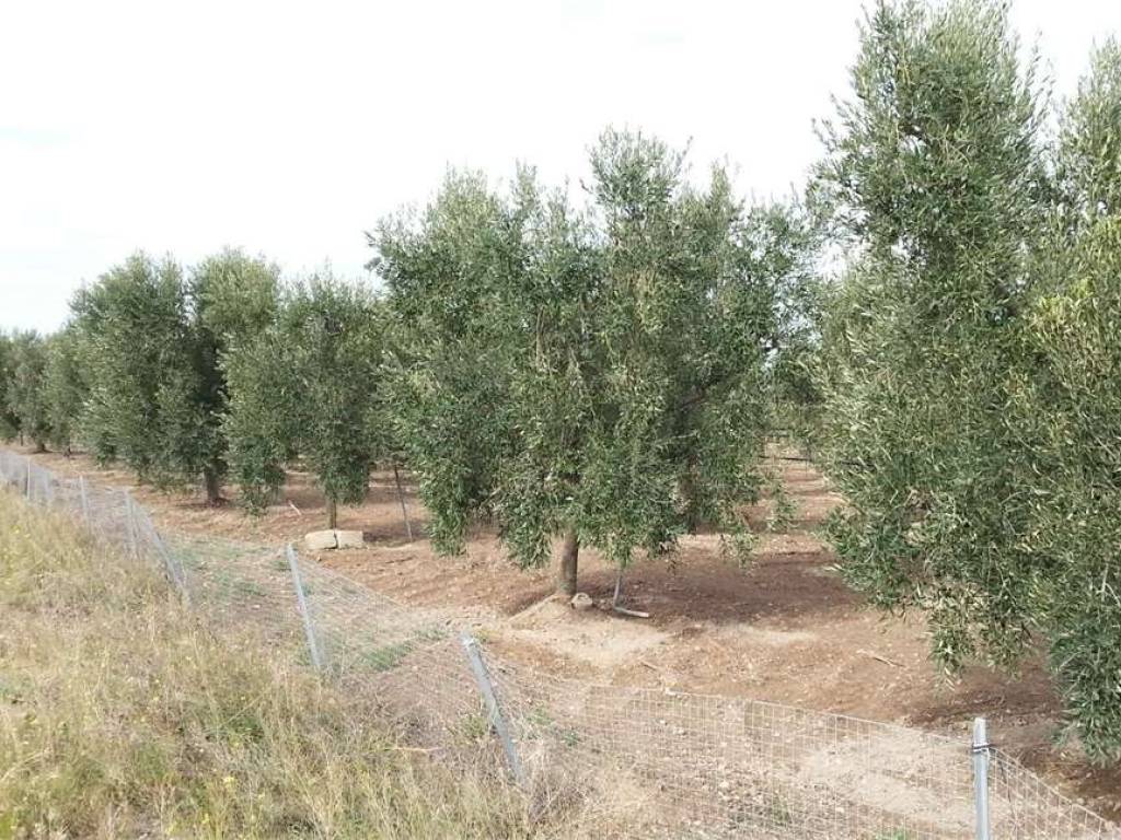Terreno a Cerignola in S.S. 16 - Foto 3