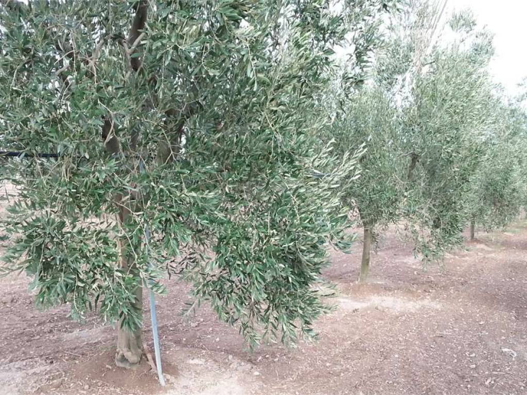 Terreno a Cerignola in S.S. 16 - Foto 4