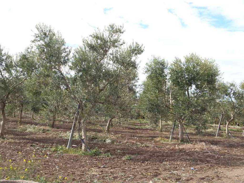 Terreno a Cerignola in S.S. 16 - Foto 5