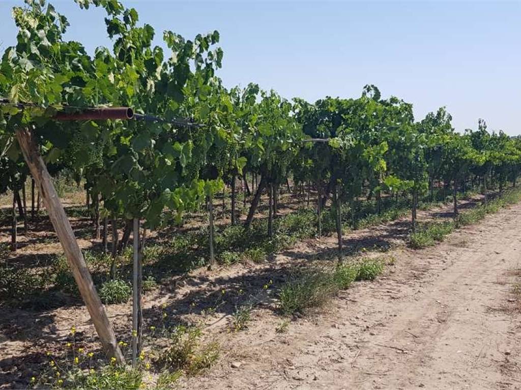Terreno a Cerignola in S.P. 96 - Foto 3