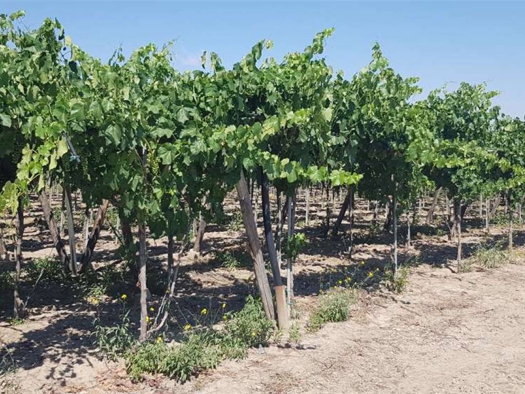 Terreno a Cerignola in S.P. 96 - Foto 4