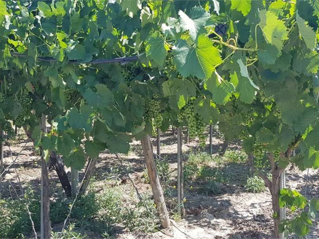 Terreno a Cerignola in S.P. 96 - Foto 5