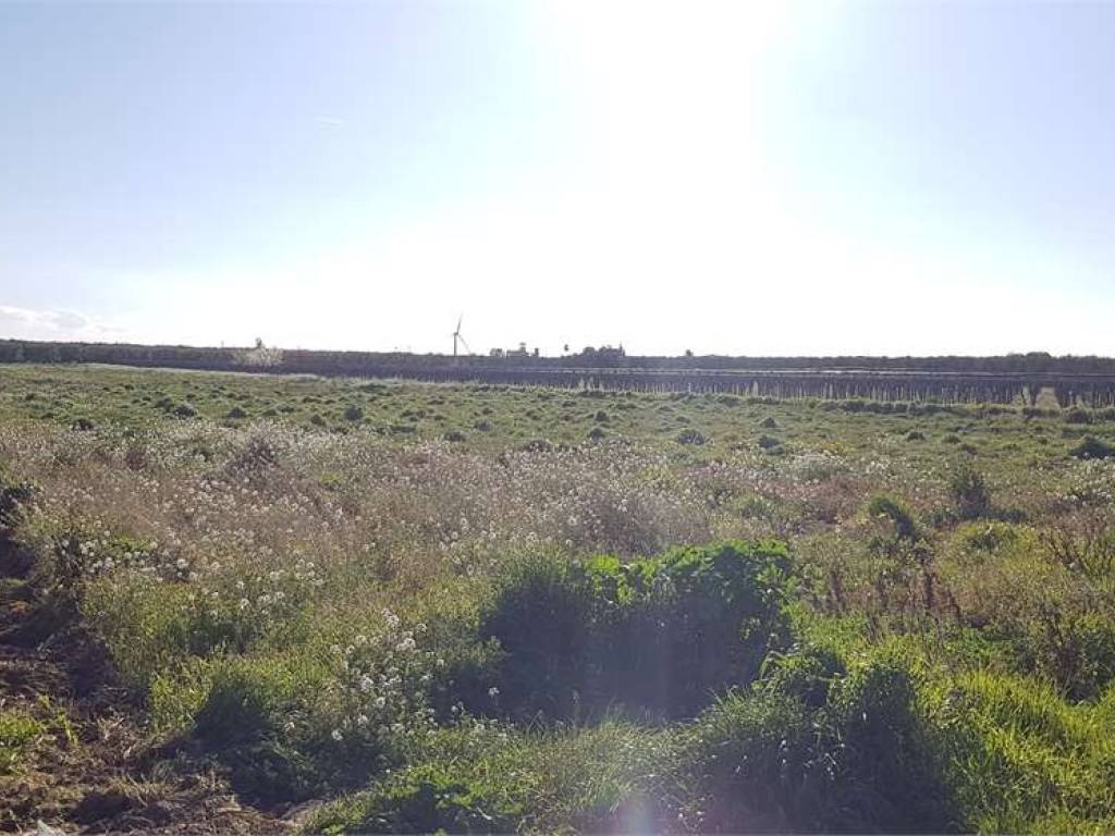 Terreno a Cerignola in strada comunale fornaci, km 1 - Foto 3