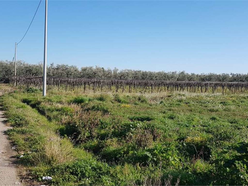 Terreno a Cerignola in strada comunale fornaci, km 1 - Foto 5