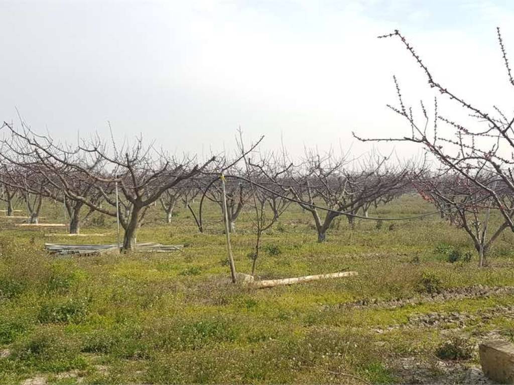 Terreno a Cerignola in CONTRADA DI SEGA CIMINIERA - Foto 2