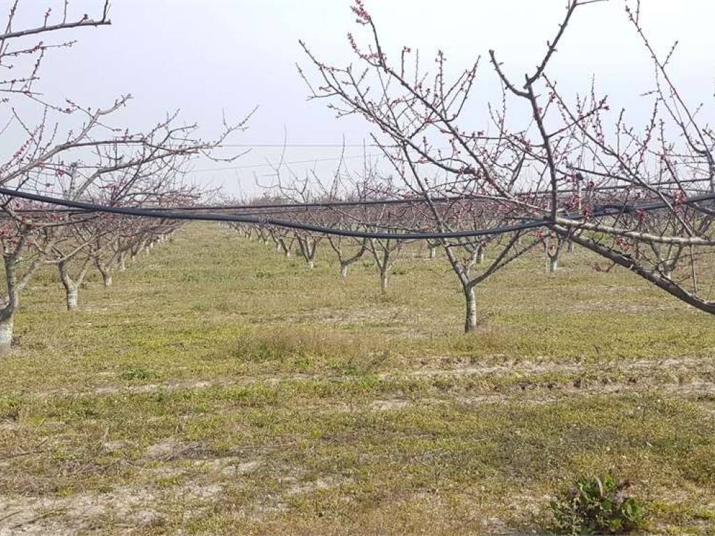 Terreno a Cerignola in CONTRADA DI SEGA CIMINIERA - Foto 3
