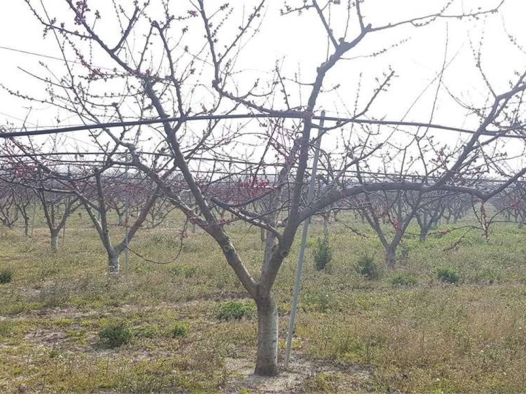 Terreno a Cerignola in CONTRADA DI SEGA CIMINIERA - Foto 4