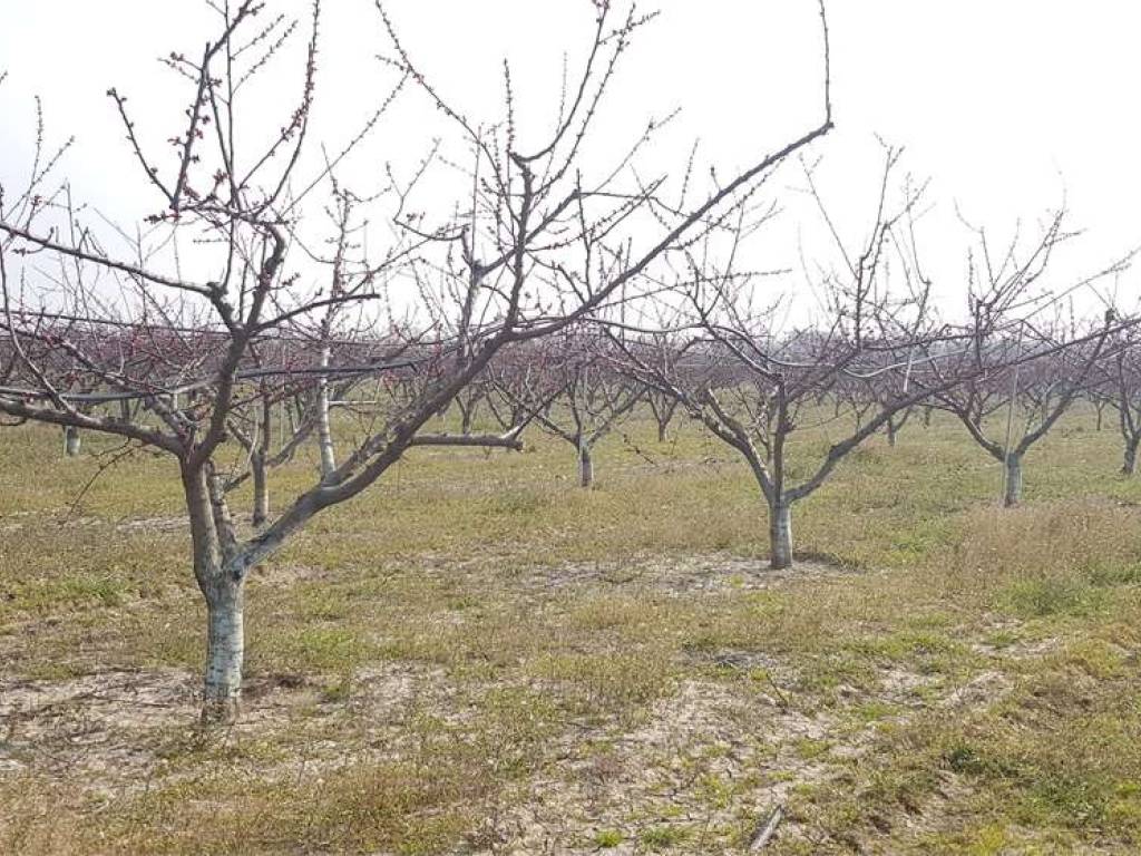 Terreno a Cerignola in CONTRADA DI SEGA CIMINIERA - Foto 5