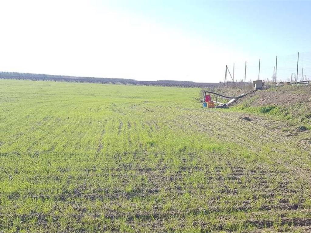 Terreno a Cerignola in STRADA COMUNALE CERINA POSTA PILA - Foto 2