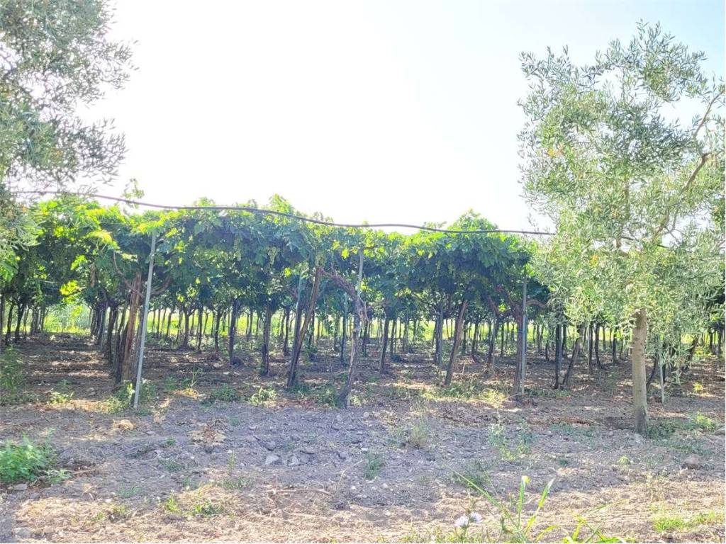 Terreno a Cerignola in VIA S. SEVERO - Foto 3