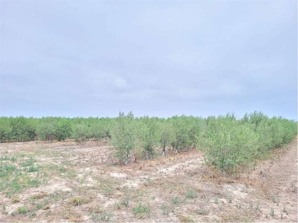 Terreno a Cerignola in S.P. 77 - Foto 2