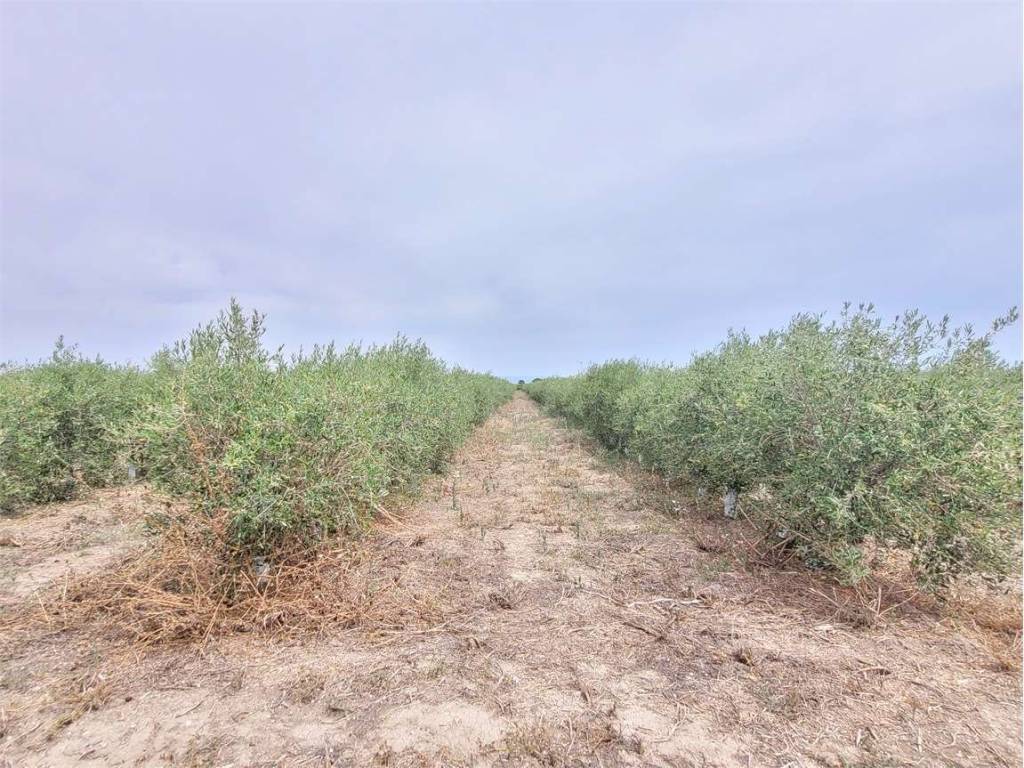 Terreno a Cerignola in S.P. 77 - Foto 3