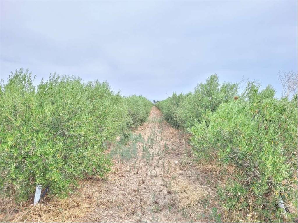 Terreno a Cerignola in S.P. 77 - Foto 4
