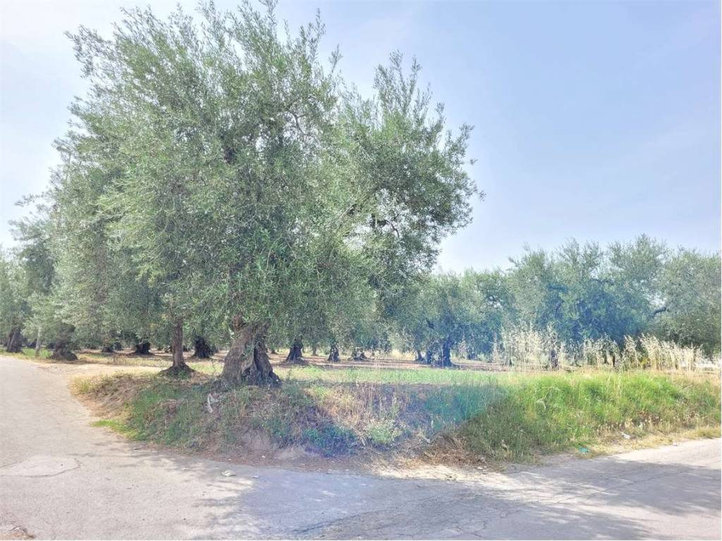 Terreno a Cerignola in VIA SANTUARIO MADONNA DI RIPALTA - Foto 3