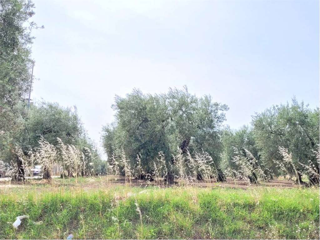 Terreno a Cerignola in VIA SANTUARIO MADONNA DI RIPALTA - Foto 5