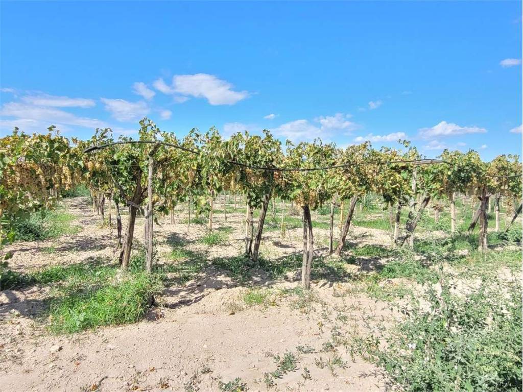 Terreno a Cerignola in S.P. 69 - Foto 2