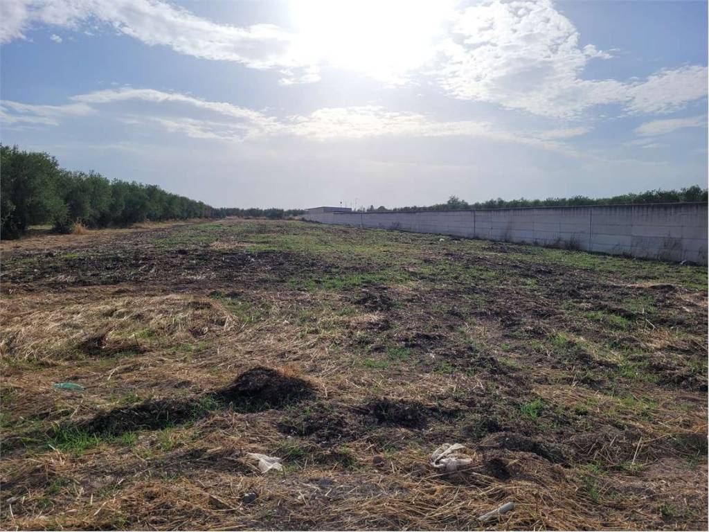 Terreno a Cerignola in VIA SANTUARIO MADONNA DI RIPALTA - Foto 3