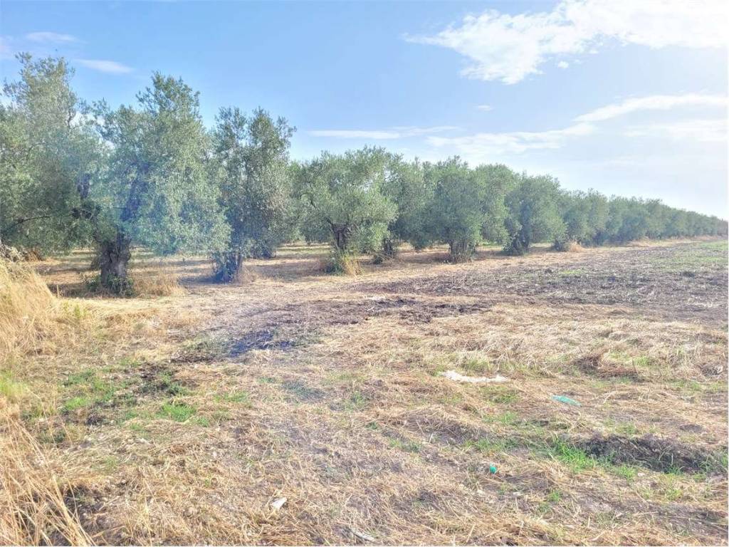 Terreno a Cerignola in VIA SANTUARIO MADONNA DI RIPALTA - Foto 4