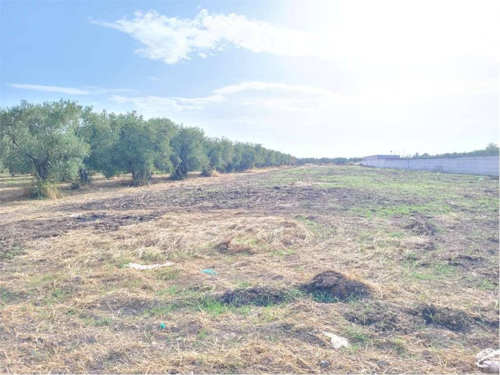 Terreno a Cerignola in VIA SANTUARIO MADONNA DI RIPALTA - Foto 5